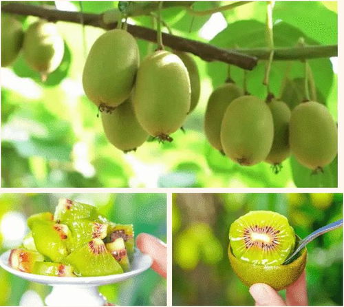 山泉滋養，甜美多汁——快來品嘗分水優質獼猴桃