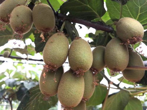 小產業撬動脫貧致富大杠桿——南召縣石門鄉獼猴桃銷售紀實