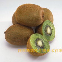 寶雞市特產銷售行業協會 領航獼猴桃產業，打造“金果”新名片