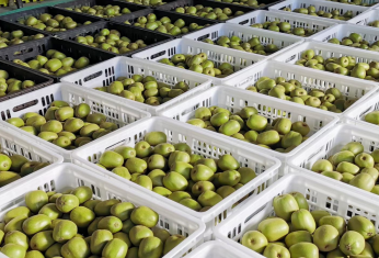 綿陽安州獼猴桃榮登“國字號”名錄，特色產業助力鄉村振興新篇章